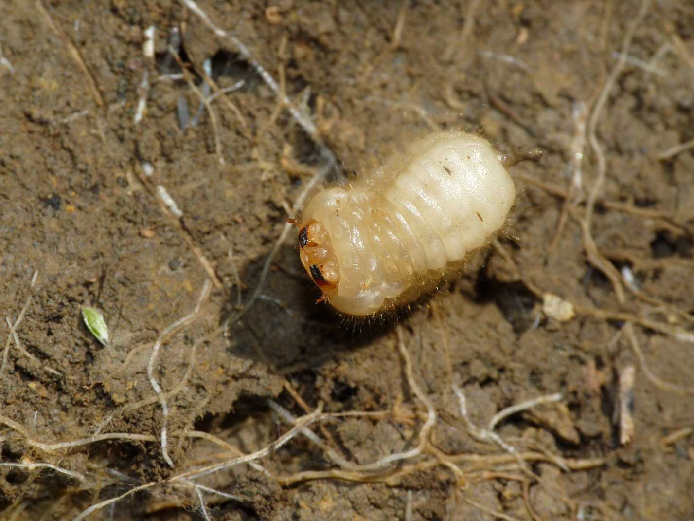 Larva mai vista: Vesperus luridus